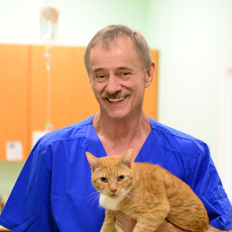 Dr. Armstrong Best Vet Animal Hospital