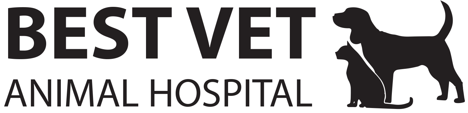 Best Vet Animal Hospital